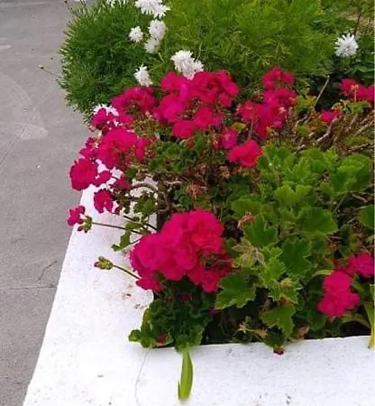 Casa Quinta Ferias בית נופש *